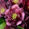 WEDDING PARTY® TRUE LOVE LENTEN ROSE