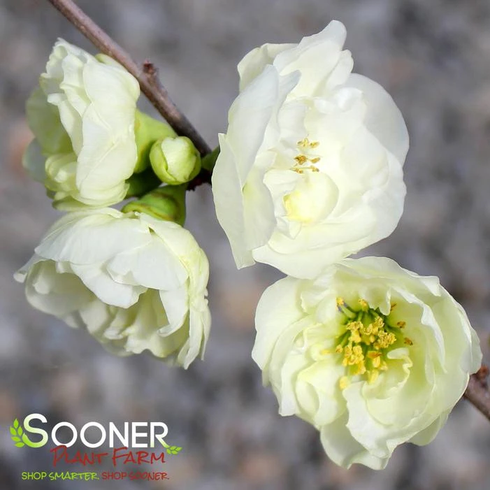 CHOJURAKU FLOWERING QUINCE - Image 2