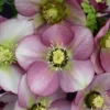 HONEYMOON® PARIS IN PINK LENTEN ROSE