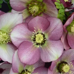 HONEYMOON® PARIS IN PINK LENTEN ROSE