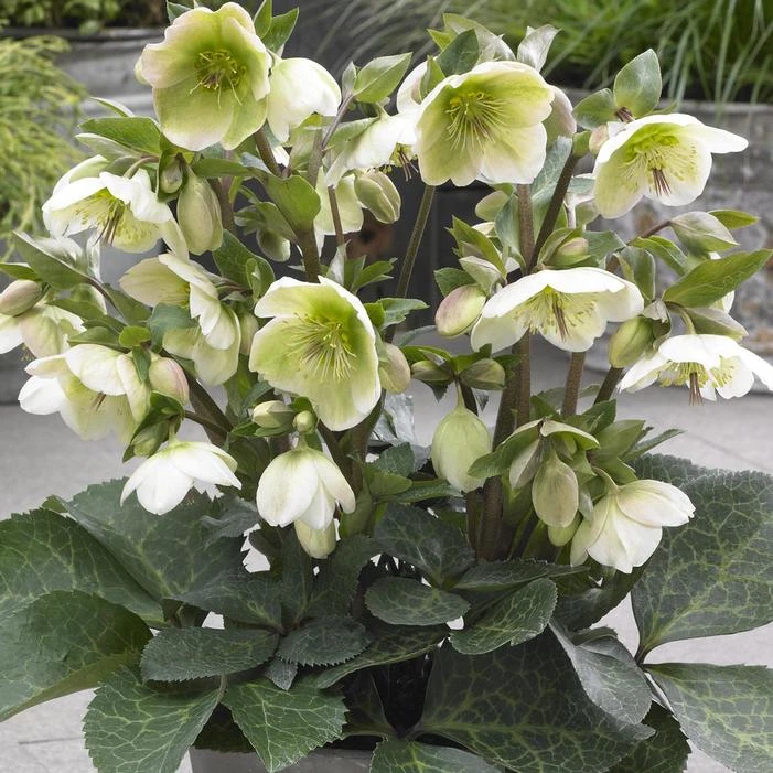 FROSTKISS® MOLLY'S WHITE LENTEN ROSE