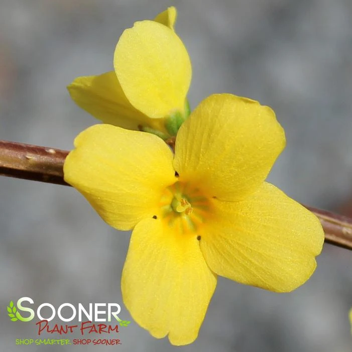 SHOW OFF® FORSYTHIA - Image 5