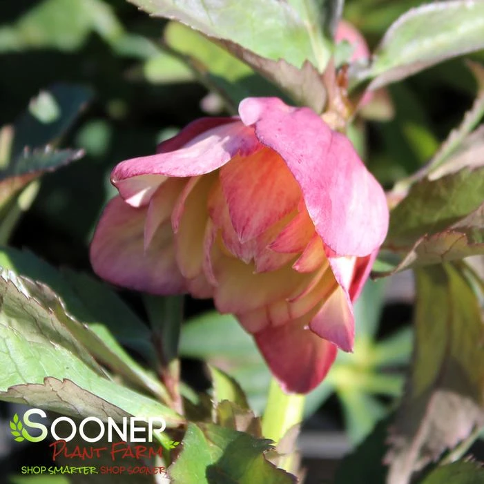 WEDDING PARTY® MOTHER OF THE BRIDE LENTEN ROSE - Image 2