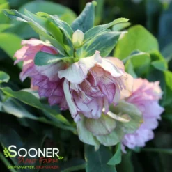 WEDDING PARTY® MAID OF HONOR LENTEN ROSE