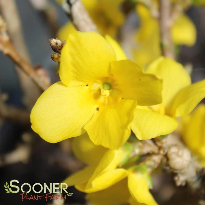 SHOW OFF® FORSYTHIA - Image 2