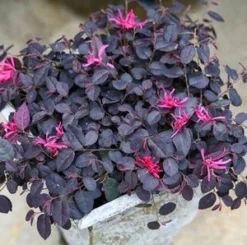 JAZZ HANDS MINIĀ® LOROPETALUM