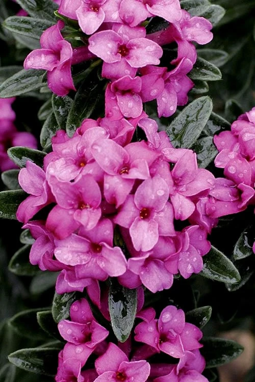 Wilhelm Schacht Daphne - 1 Gallon Pot - Image 4