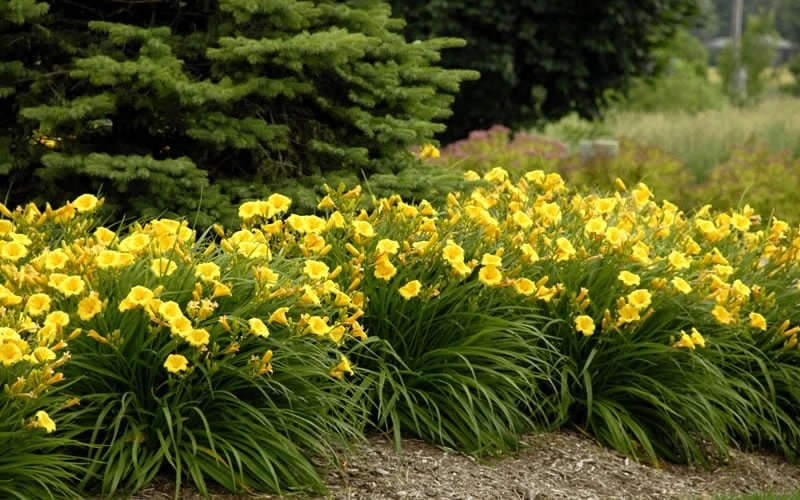 Stella De Oro Daylily - 3 Pack Of Quart Pots - Image 4