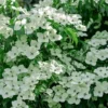 Blue Ray White Chinese Dogwood - Cornus Kousa - 2 Gallon Pot