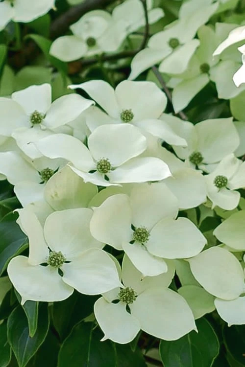 Blue Ray White Chinese Dogwood - Cornus Kousa - 2 Gallon Pot - Image 7