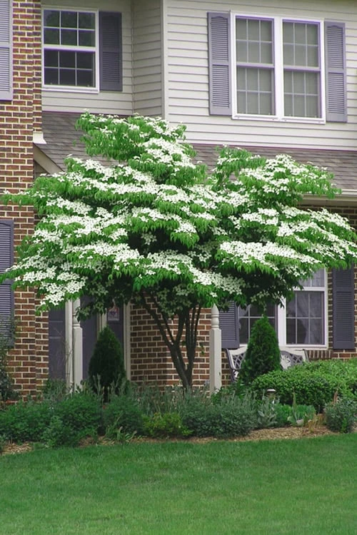 Blue Ray White Chinese Dogwood - Cornus Kousa - 2 Gallon Pot - Image 4