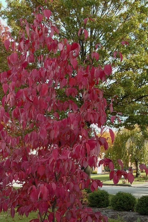 Blue Ray White Chinese Dogwood - Cornus Kousa - 2 Gallon Pot - Image 6