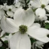 Cherokee Princess White Dogwood - 5 Gallon Pot