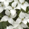 White Kousa Chinese Dogwood - Cornus Kousa - 5 Gallon Pot (5-6')