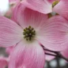 Pink Dogwood Tree (Cornus Florida 'Rubra) - 2 Gallon Pot