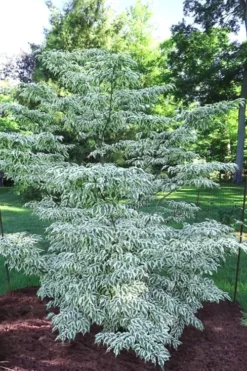 Summer Fun Variegated Dogwood - Cornus Kousa - 5 Gallon Pot (3-4')