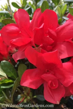 Autumn Bonfire Encore Azalea - 1 Gallon Pot