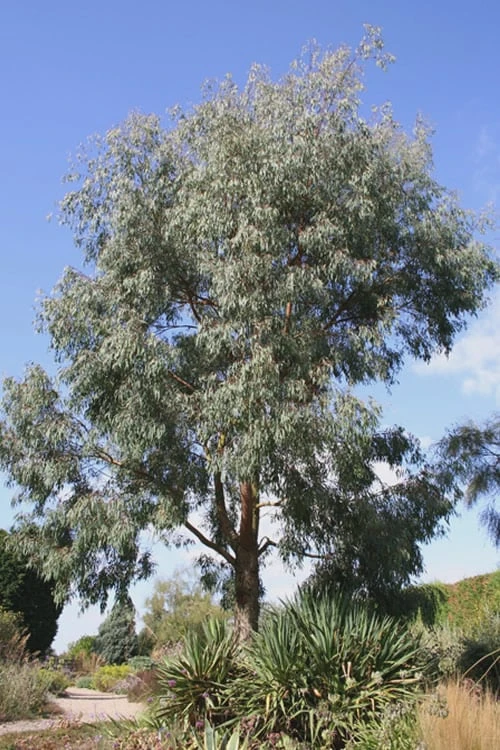Angus Cold Hardy Eucalyptus Tree (Eucalyptus Nicholii) - 2 Gallon Pot - Image 7