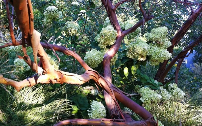 Funky Monkey Cold Hardy Eucalyptus Tree (Eucalyptus Parvula) - 3 Quart Pot - Image 5