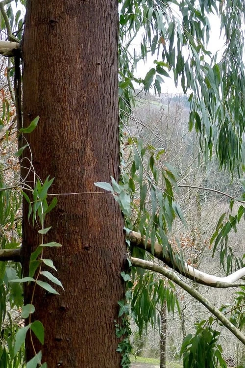 Jersey Girl Cold Hardy Eucalyptus Tree (Eucalyptus Macarthurii) - 2 Gallon Pot - Image 8