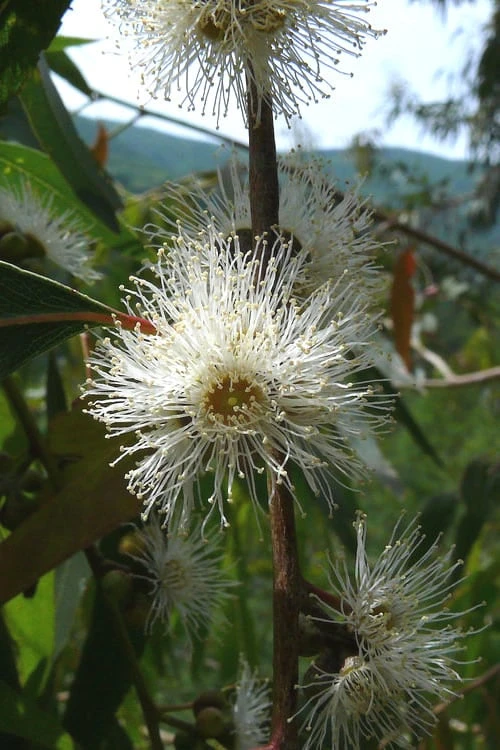 Jersey Girl Cold Hardy Eucalyptus Tree (Eucalyptus Macarthurii) - 3 Quart Pot - Image 6