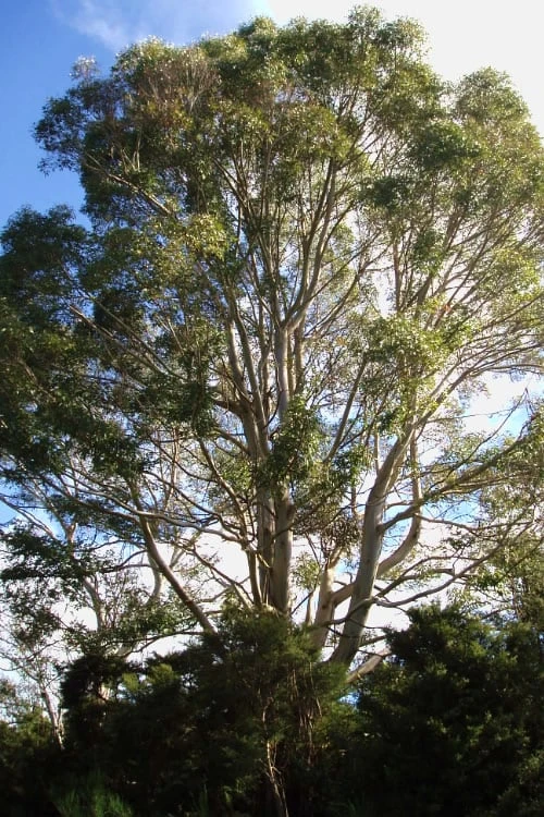 Jersey Girl Cold Hardy Eucalyptus Tree (Eucalyptus Macarthurii) - 6 Pack Of 1 Gallon Pots - Image 5