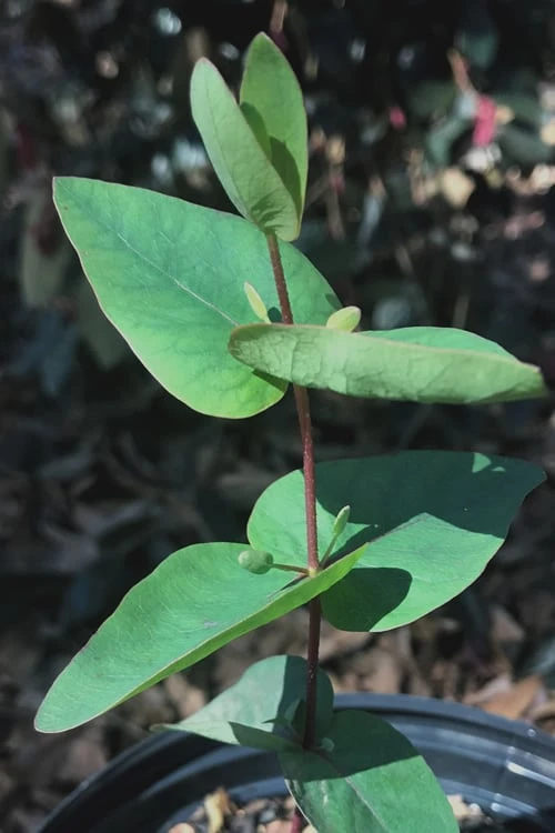 Jersey Girl Cold Hardy Eucalyptus Tree (Eucalyptus Macarthurii) - 3 Quart Pot - Image 7