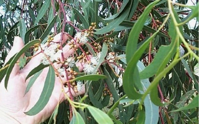 Grace Cold Hardy Eucalyptus Tree (Eucalyptus Elliptica) - 3 Gallon Pot - Image 4