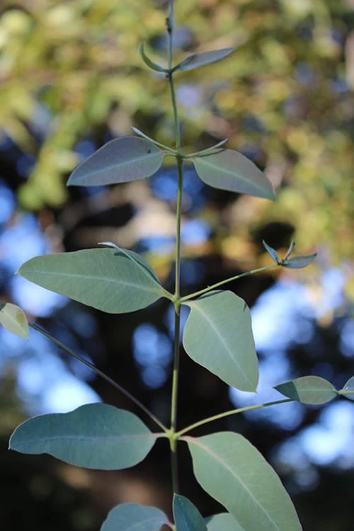 Grace Cold Hardy Eucalyptus Tree (Eucalyptus Elliptica) - 3 Gallon Pot - Image 5