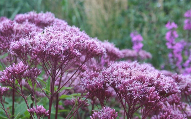 Eupatorium Dubium 'Little Joe' (Joe Pye Weed) - 6 Pack Of 1 Gallon Pots - Image 5