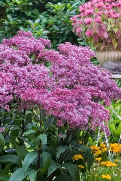 Eupatorium Dubium 'Little Joe' (Joe Pye Weed) - 6 Pack Of 1 Gallon Pots