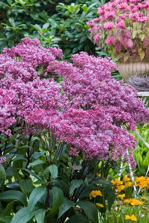 Eupatorium Dubium 'Little Joe' (Joe Pye Weed) - 6 Pack Of 1 Gallon Pots