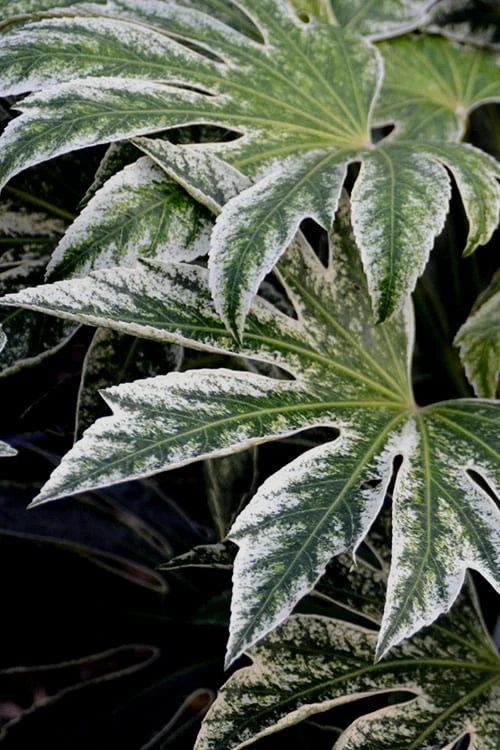 Spider's Web Fatsia - Japanese Aralia Paper Plant - 2 Gallon Pot - Image 5