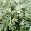 Spider's Web Fatsia - Japanese Aralia Paper Plant - 2 Gallon Pot