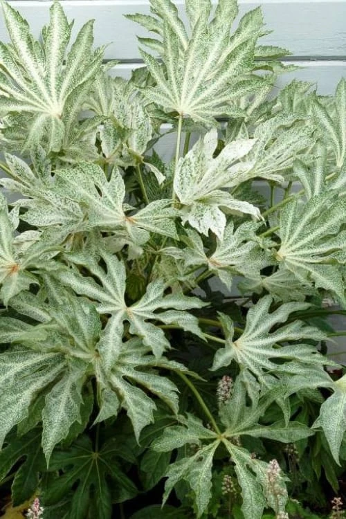 Spider's Web Fatsia - Japanese Aralia Paper Plant - 2 Gallon Pot