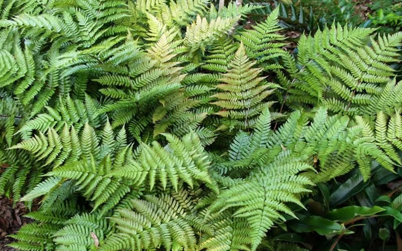 Autumn Fern (Dryopteris Erythrosora) - 3 Gallon - Image 7