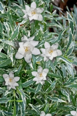 Variegated Creeping Dwarf Gardenia - 3 Gallon Pot