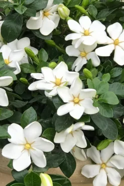 Hardy Fragrant Daisy Gardenia Bush - 2.5 Quart Pot