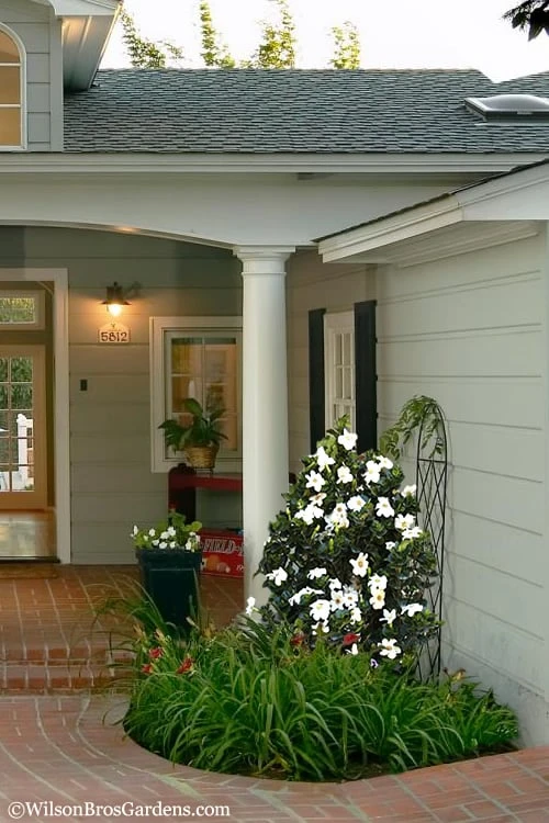 Diamond Spire Gardenia - 2 Gallon Pot - Image 5