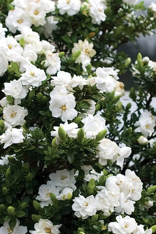 Double Mint Gardenia - 2 Gallon Pot - Image 4