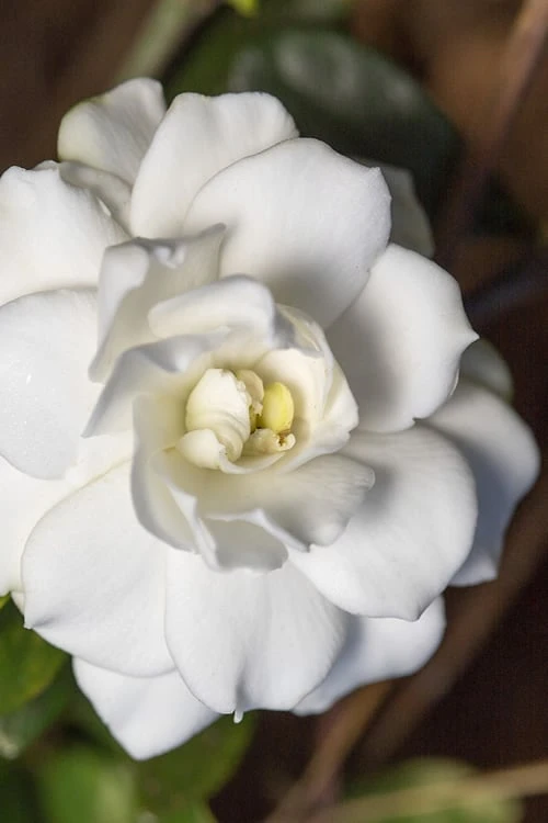 Double Mint Gardenia - 1 Gallon Pot