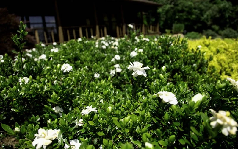 Double Mint Gardenia - 1 Gallon Pot - Image 5