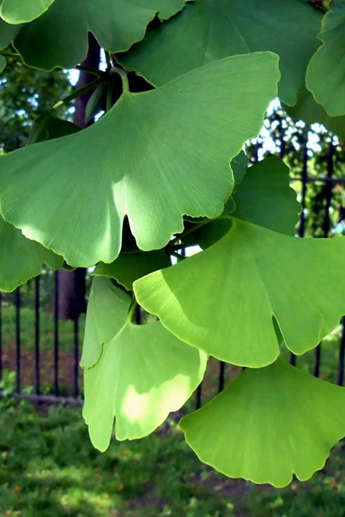 Ginkgo Maidenhair Tree (Male) - 2 Gallon Pot - Image 7