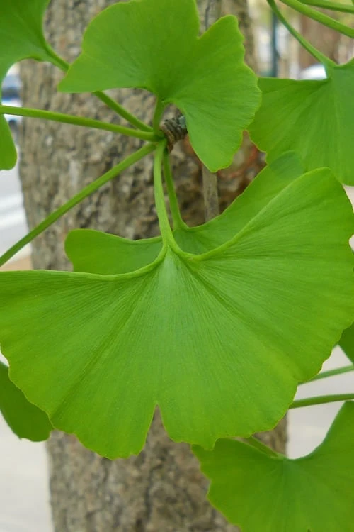 Ginkgo Maidenhair Tree (Male) - 2 Gallon Pot - Image 5