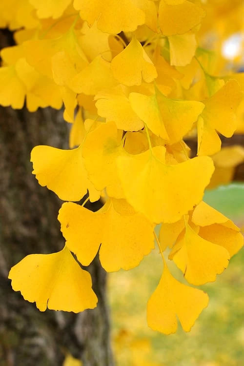 Ginkgo Maidenhair Tree (Male) - 2 Gallon Pot - Image 4
