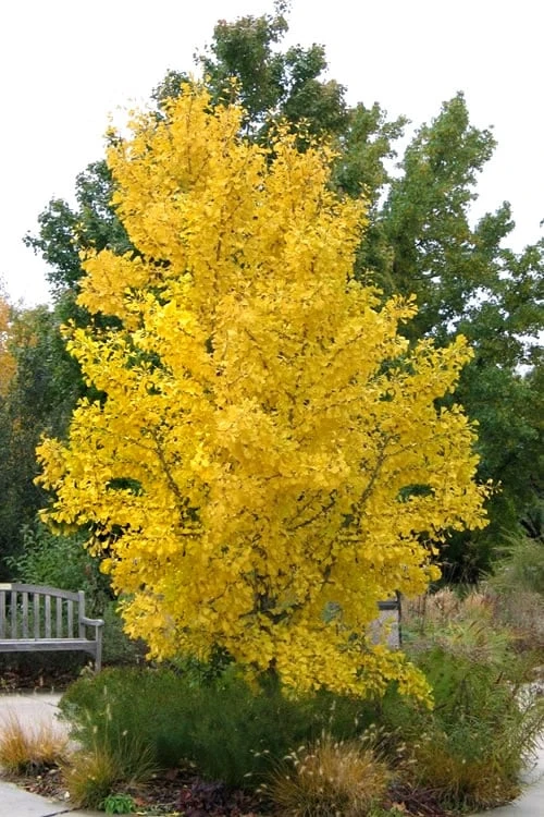 Ginkgo Maidenhair Tree (Male) - 2 Gallon Pot - Image 6