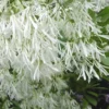 Grancy Graybeard - White Fringe Tree - 3 Gallon Pot