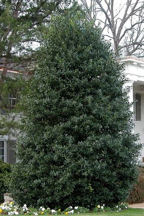 Nellie R. Stevens Holly - 3 Gallon Pot - Image 7