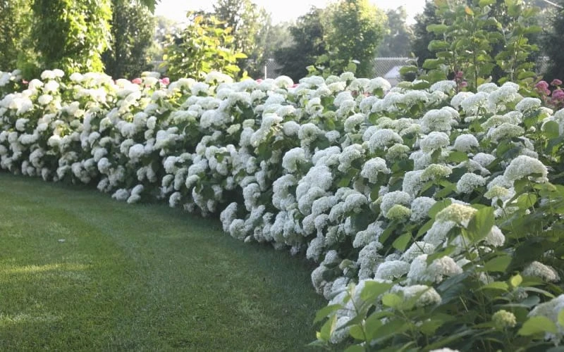 Annabelle Hydrangea - 3 Gallon Pot - Image 5