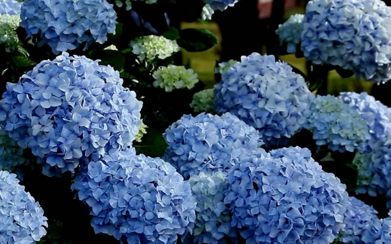Big Daddy Hydrangea - 3 Gallon Pot - Image 5